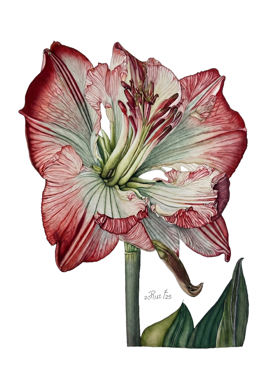 Amaryllis watercolour study