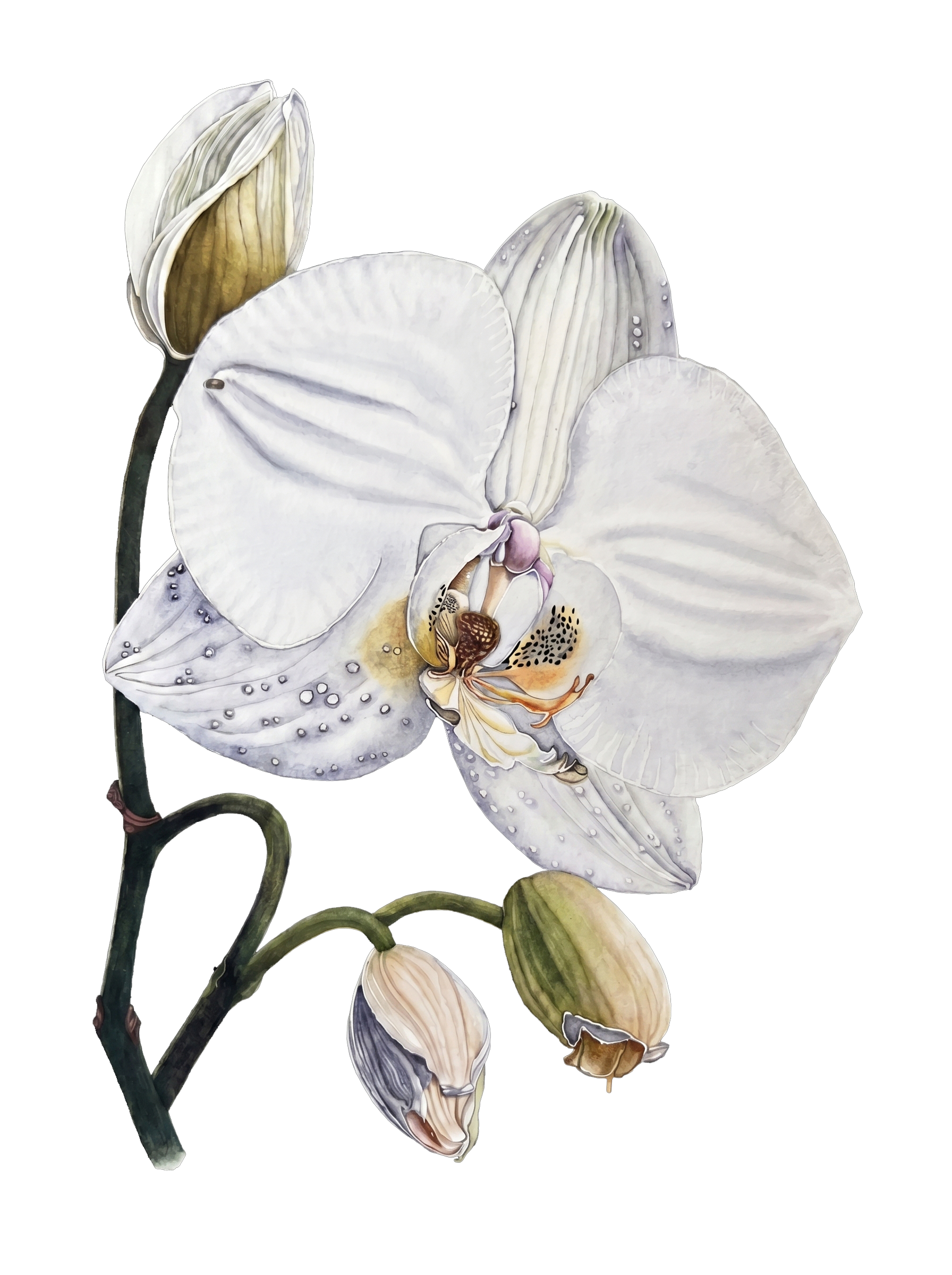 White orchid watercolour study